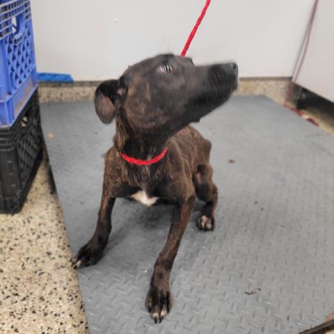 Shelter Stray Female Dog last seen Near BLOCK FENKELL ST, DETROIT, MI 48223, Detroit, MI 48211
