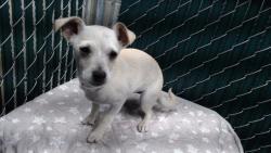 Shelter Stray Female Dog last seen , Downey, CA 90242