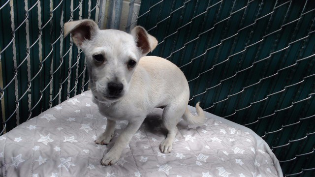 Shelter Stray Female Dog last seen , Downey, CA 90242