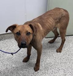 Shelter Stray Male Dog last seen CENTRAL ST & PANAMA AVE DETROIT, MI 48210, Detroit, MI 48211