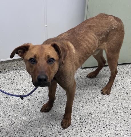 Shelter Stray Male Dog last seen CENTRAL ST & PANAMA AVE DETROIT, MI 48210, Detroit, MI 48211