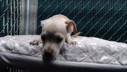 Shelter Stray Male Dog last seen , Downey, CA 90242