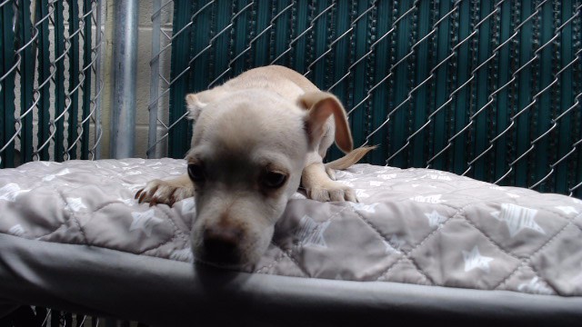 Shelter Stray Male Dog last seen , Downey, CA 90242