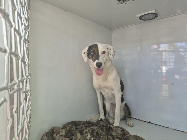 Shelter Stray Female Dog last seen Near BLOCK E STATE FAIR ST, DETROIT, MI 48205, Detroit, MI 48211
