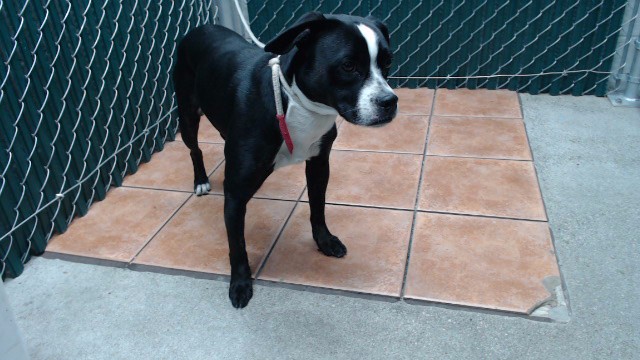 Shelter Stray Male Dog last seen , Downey, CA 90242