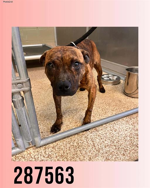Shelter Stray Female Dog last seen Near BLOCK  BAILEY AVE, Macon, GA 31216