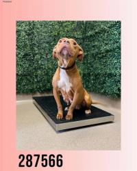 Shelter Stray Female Dog last seen Near BLOCK  BAILEY AVE, Macon, GA 31216