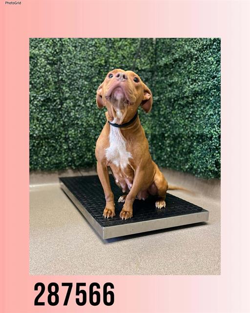 Shelter Stray Female Dog last seen Near BLOCK  BAILEY AVE, Macon, GA 31216