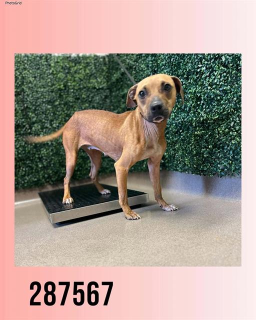 Shelter Stray Female Dog last seen Near BLOCK  BAILEY AVE, Macon, GA 31216