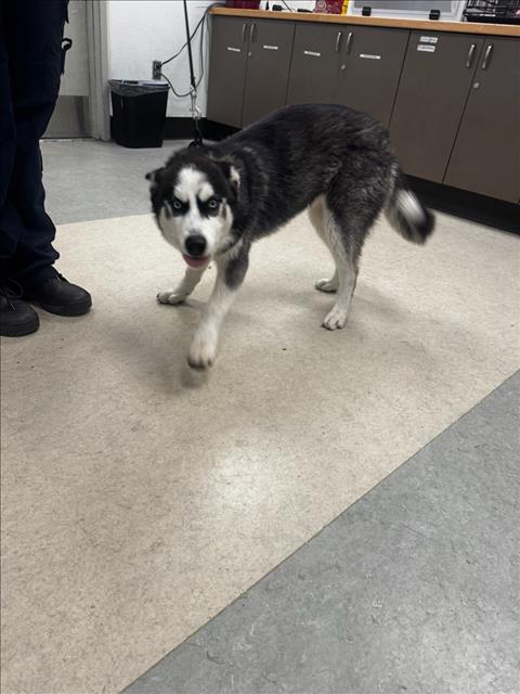 Shelter Stray Female Dog last seen , Los Angeles, CA 91405