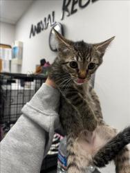 Shelter Stray Female Cat last seen , Los Angeles, CA 91405