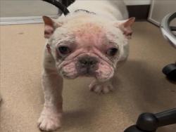 Shelter Stray Male Dog last seen , Los Angeles, CA 91405