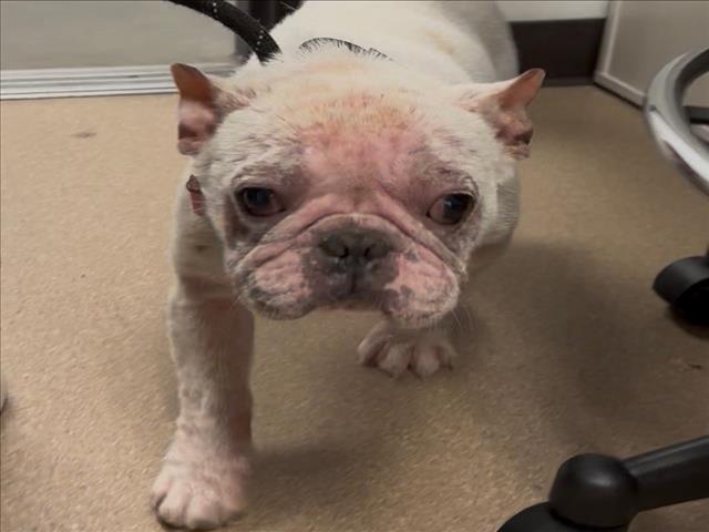 Shelter Stray Male Dog last seen , Los Angeles, CA 91405