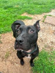 Shelter Stray Male Dog last seen LAKE ST LOUIS, St. Peters, MO 63376