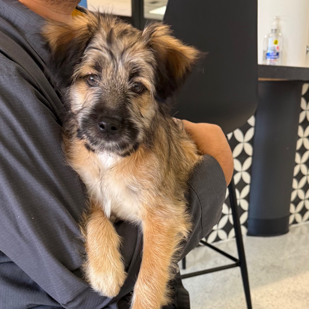 Shelter Stray Female Dog last seen , Los Angeles, CA 91405