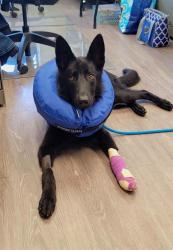 Shelter Stray Male Dog last seen WEST ALTON, St. Peters, MO 63376