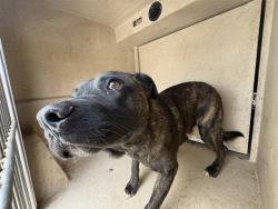Shelter Stray Unknown Dog last seen Near BLOCK NW 12TH ST OKC 73106, Oklahoma City, OK 73129