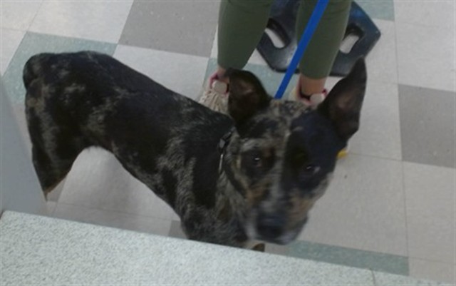 Shelter Stray Unknown Dog last seen NE 19TH AND MLK BLVD, Oklahoma City, OK 73129