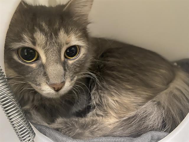 Shelter Stray Female Cat last seen Near BLOCK N 3RD ST, Milwaukee, WI 53215