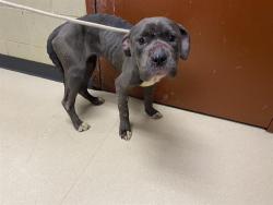 Shelter Stray Female Dog last seen Near BLOCK W VINE ST, Milwaukee, WI 53215