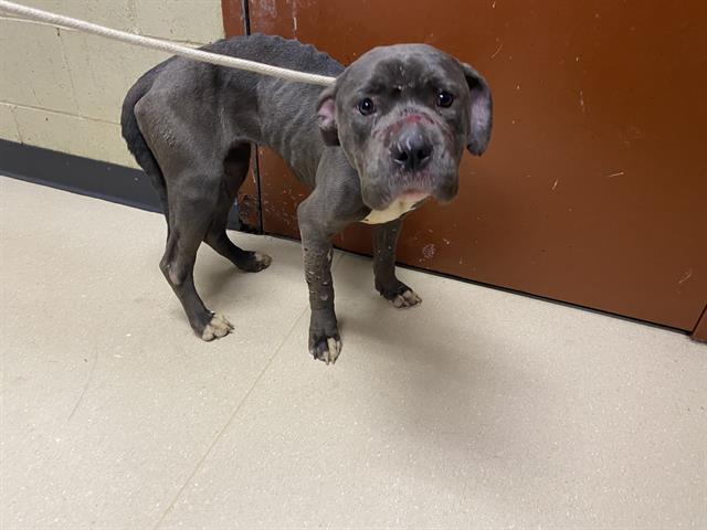 Shelter Stray Female Dog last seen Near BLOCK W VINE ST, Milwaukee, WI 53215