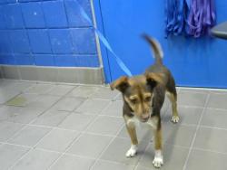 Shelter Stray Male Dog last seen FOXHILL PL SW, Albuquerque, NM 87112