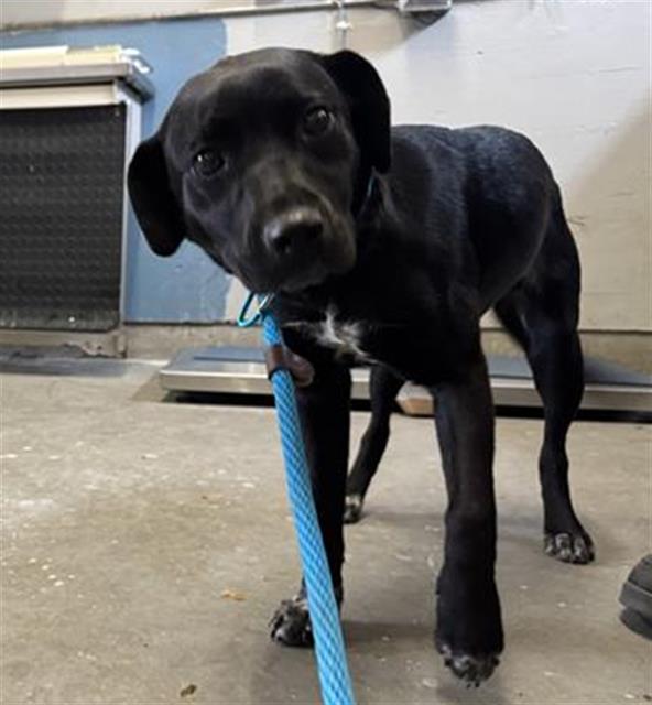 Shelter Stray Female Dog last seen , Camarillo, CA 93010