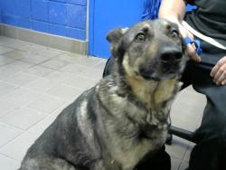 Shelter Stray Female Dog last seen Near BLOCK ADAMS, Albuquerque, NM 87112