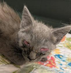 Shelter Stray Male Cat last seen Near BLOCK STAFFORD ST, Jacksonville, FL 32204