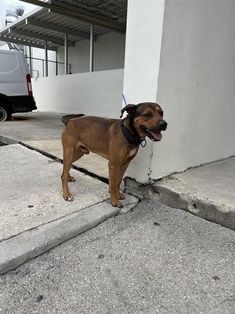 Shelter Stray Male Dog last seen LAS, Doral, FL 33122