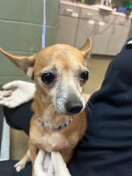 Shelter Stray Female Dog last seen Near BLOCK OGLESBY AVE, Jacksonville, FL 32204