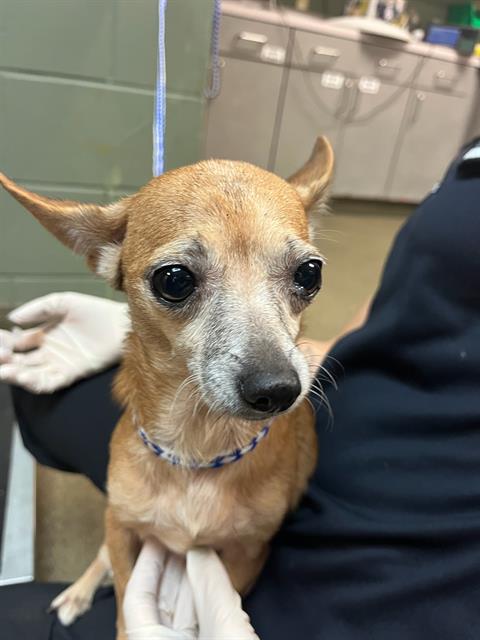 Shelter Stray Female Dog last seen Near BLOCK OGLESBY AVE, Jacksonville, FL 32204