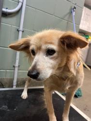 Shelter Stray Female Dog last seen Near BLOCK OGLESBY AVE, Jacksonville, FL 32204