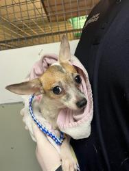 Shelter Stray Female Dog last seen Near BLOCK OGLESBY AVE, Jacksonville, FL 32204