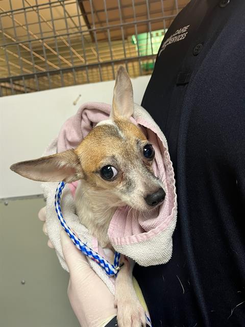 Shelter Stray Female Dog last seen Near BLOCK OGLESBY AVE, Jacksonville, FL 32204