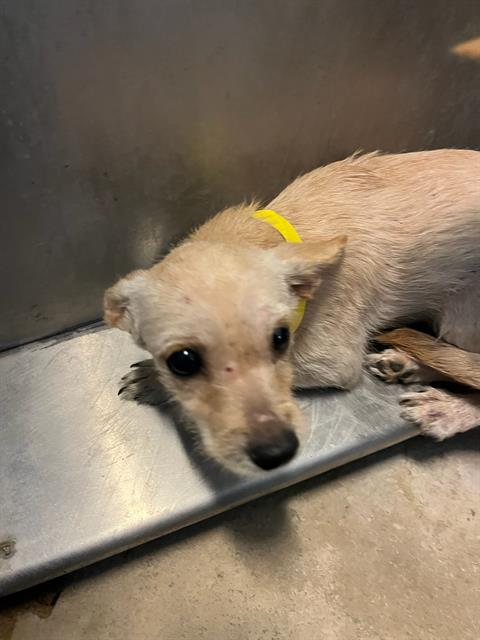 Shelter Stray Female Dog last seen Near BLOCK OGLESBY AVE, Jacksonville, FL 32204