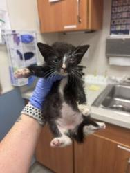 Shelter Stray Male Cat last seen Near BLOCK NW 79 AVE, Doral, FL 33122