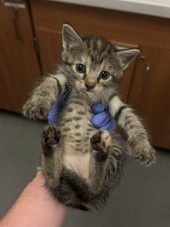 Shelter Stray Female Cat last seen Near BLOCK NW 79 AVE, Doral, FL 33122