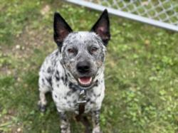 Shelter Stray Male Dog last seen , Los Angeles, CA 90025