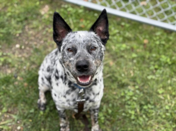 Shelter Stray Male Dog last seen , 11361 W Pico Blvd, Los Angeles, CA 90064, USA