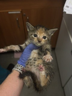 Shelter Stray Female Cat last seen Near BLOCK NW 79 AVE, Doral, FL 33122