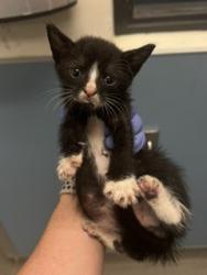 Shelter Stray Male Cat last seen Near BLOCK NW 79 AVE, Doral, FL 33122