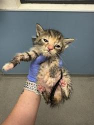 Shelter Stray Female Cat last seen Near BLOCK NW 79 AVE, Doral, FL 33122
