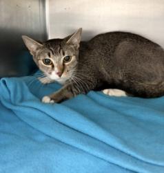 Shelter Stray Female Cat last seen , Los Angeles, CA 90025