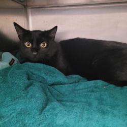 Shelter Stray Male Cat last seen , Los Angeles, CA 90025
