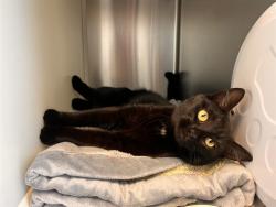 Shelter Stray Female Cat last seen Near BLOCK RED SAND GRV, COLORADO SPRINGS CO 80923, Colorado Springs, CO 80905
