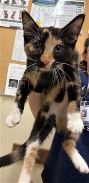 Shelter Stray Female Cat last seen RIBERA STREET, Fremont, CA 94538