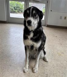 Shelter Stray Male Dog last seen , San Pedro, CA 90731