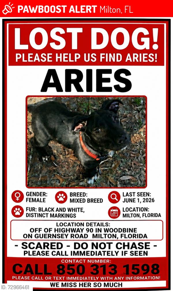 Lost Female Dog last seen Highway 90 in woodbine on guernsey Road , Milton, FL 32570