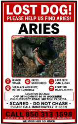 Lost Female Dog last seen Highway 90 in woodbine on guernsey Road , Milton, FL 32570